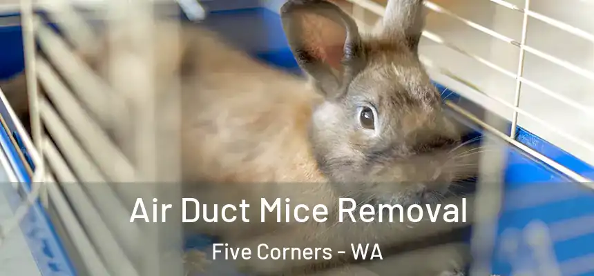  Air Duct Mice Removal Five Corners - WA