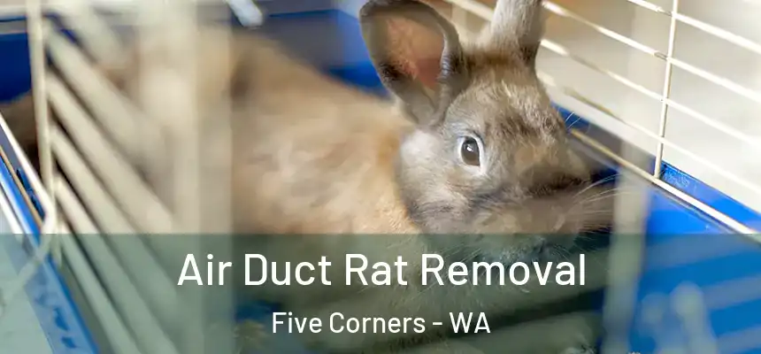  Air Duct Rat Removal Five Corners - WA